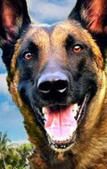 Beck the Dog