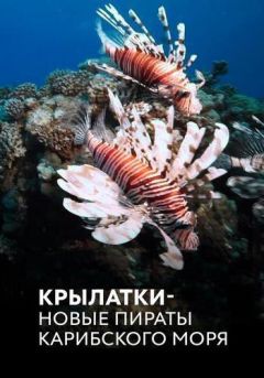 Крылатки — новые пираты Карибского моря